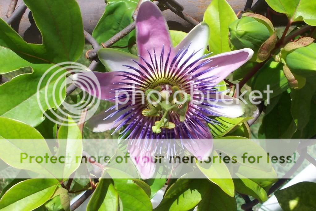 Passion flower